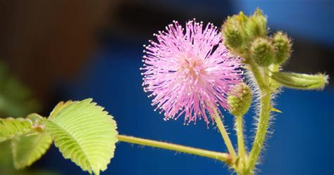 mimosa pudica care  awesome guide   grow mimosa