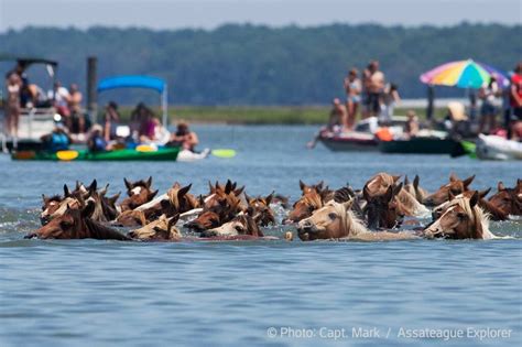 assateague explorer pony swim     seats