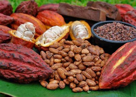 Ecuador Es Considerado Cuna De Origen Del Cacao