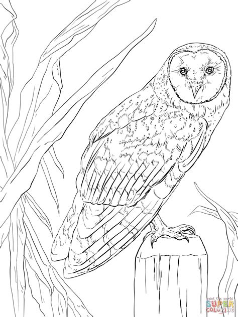 Coloriage Chouette effraie Coloriages à imprimer gratuits