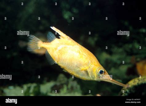 Snipefish Macroramphosus Scolopax Schwimmend Stock Photo Alamy