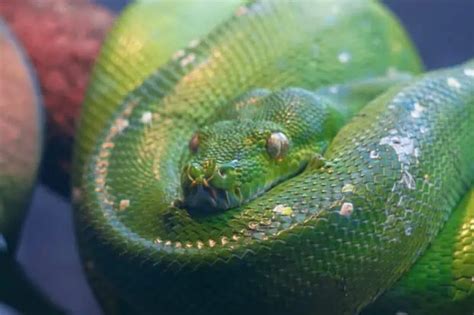surprising snake facts   slithering reptiles