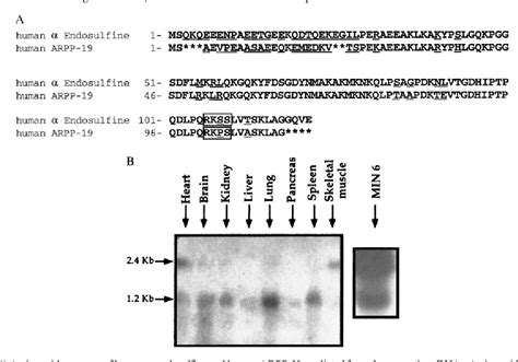 Figure 1 From Human A Endosulfine A Possible Regulator Of