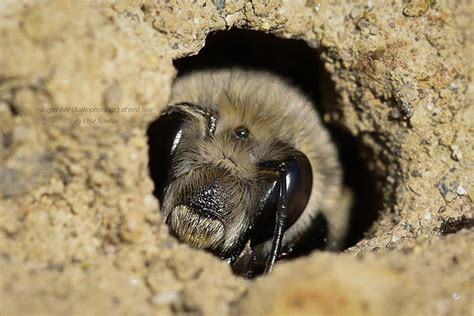 Join Our Mailing List Washington Native Bee Society