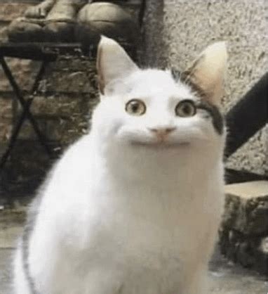 Smile Cat  Smile Cat Cat Discover And Share S