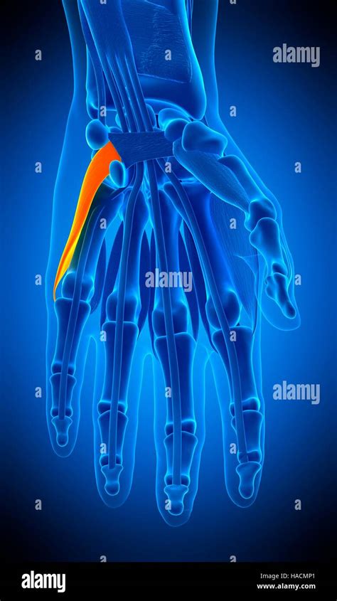 Illustration of the opponens digiti minimi muscle Stock Photo - Alamy