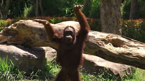 Orangutan Videos, Download The BEST Free 4k Stock Video Footage ...