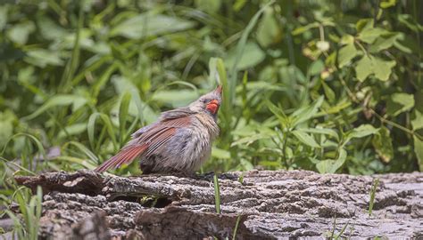 Female Northern Cardinal Great Bird Pics