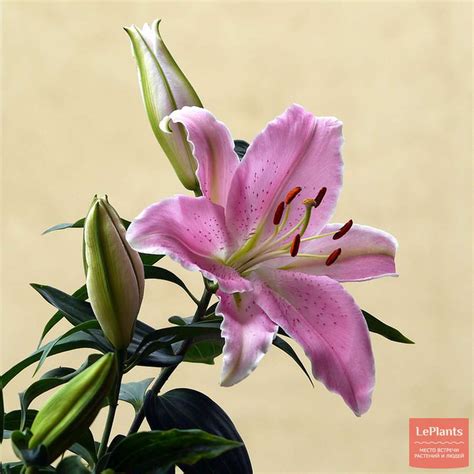 Лилия (Lilium) — описание, выращивание, фото | на LePlants.ru