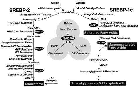 R Gulation De La Biosynth Se Des Ag Et Du Cholest Rol Par Srebp