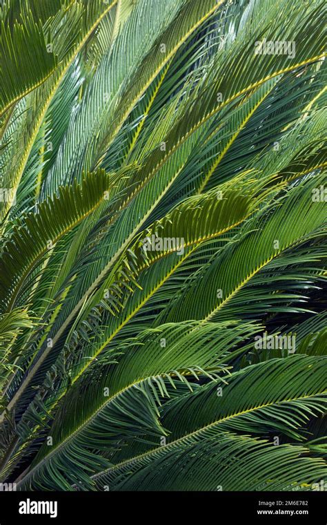 Feuilles De Cycas Banque De Photographies Et Dimages Haute