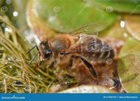 Drinking European Honey Bee Stock Photo Image Of Nature Wildlife