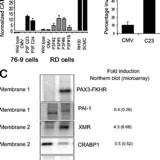 The Presence Of PAX3 FKHR Causes The STAT3 Dependent Generation Of