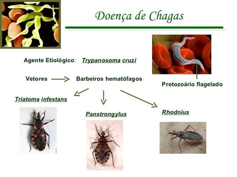 Agente Etiologico Da Doença De Chagas - Doença de chagas