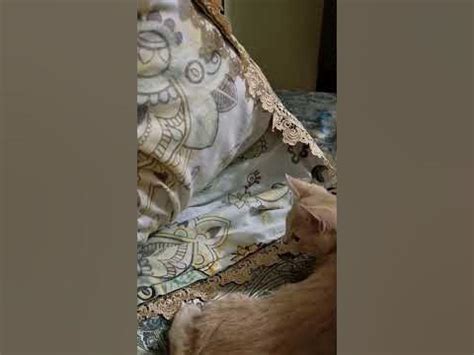 Любимая игра с подушками так ещё спит на подушке ну царевич) - YouTube