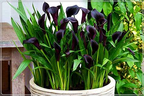 Calla Lily Bulbs Calla Lily Bulbs Giantcalla Lily Plant Perinialbulb