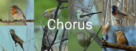 Dawn Chorus - The Chorus - Citizen Science