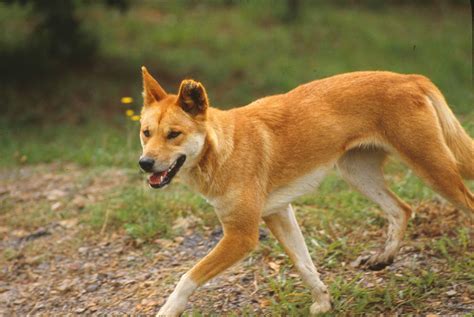 Dingo Lady: The Truth About Dingoes 14: Culling Dingoes