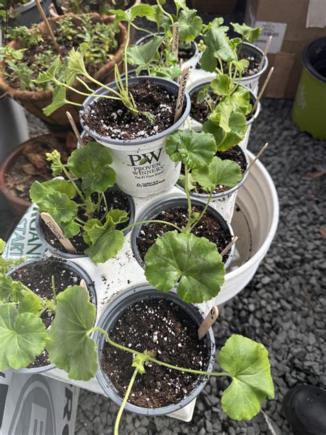 Higley Garden - Geraniums are getting big they will be... | Facebook