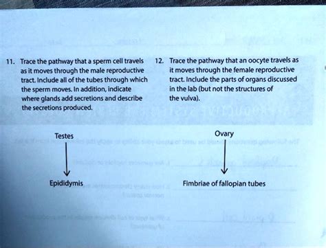 SOLVED Trace The Pathway That A Sperm Cell Travels 12 Trace The