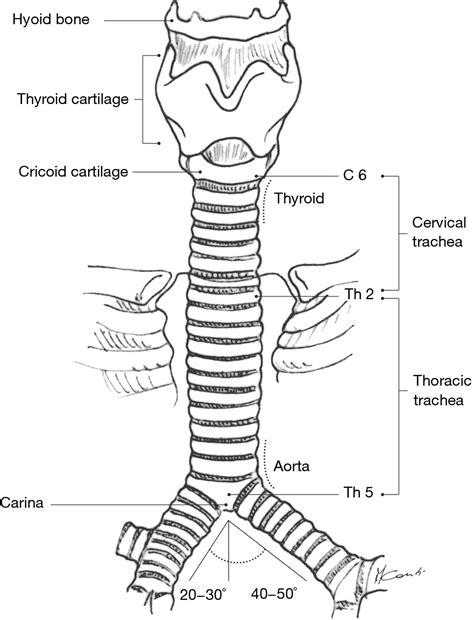 Anatomy Of Trachea