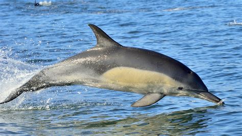 Fact File Common Dolphin Delphinus Delphis Australian Geographic