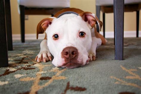 What You Need To Know Before Browsing Available Pitbulls For Sale In Chicago To Find Your Pet 15