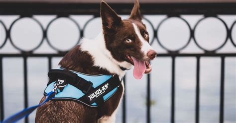 High Quality Dog Harnesses, Collars & Gear | Julius K9 UK