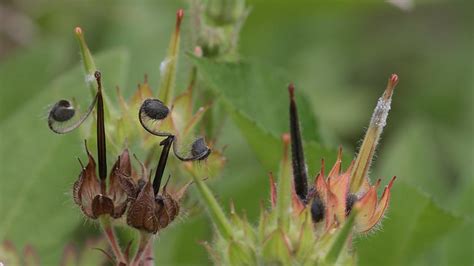 Wild Geranium Seeds Flickr Photo Sharing