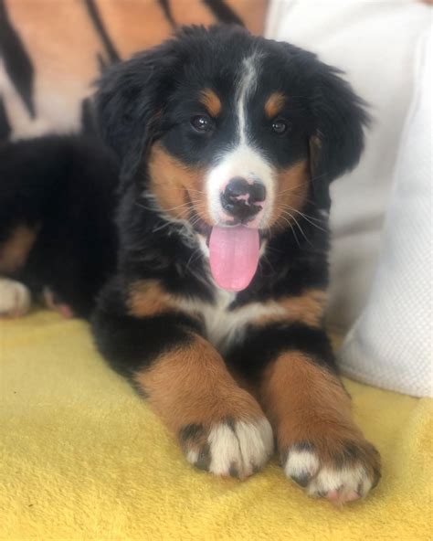 Bernese Mountain Puppies in Clonakilty - Dogs For Sale Ireland
