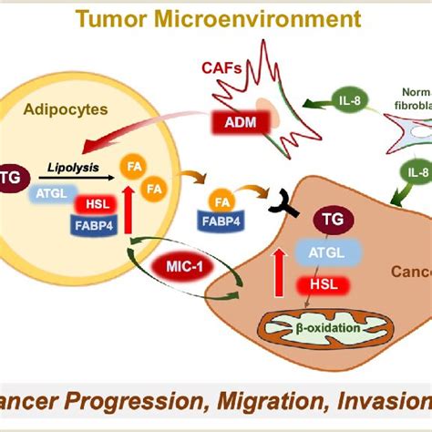 Possible Regulatory Mechanism Of Lipolysis In Tumor Microenvironment
