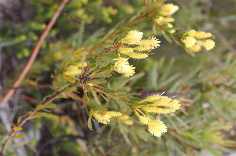 African Plants A Photo Guide Aulax Umbellata Thunb R Br