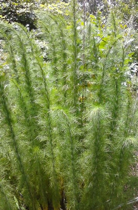 Are Fennel Plants Safe For Dogs