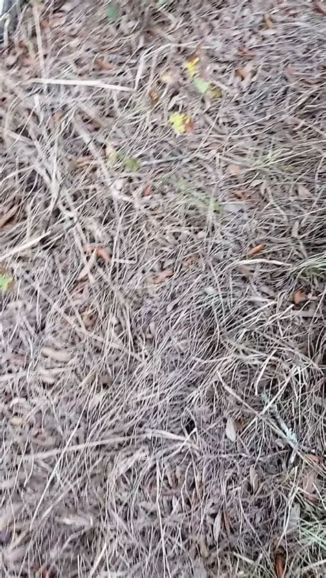 The Chicano With The Uncircumcised Penis Free Gay Porn XHamster