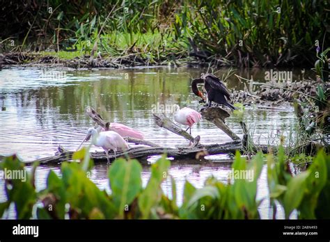 Roseate Spoonbill In Florida Marsh Stock Photo Alamy