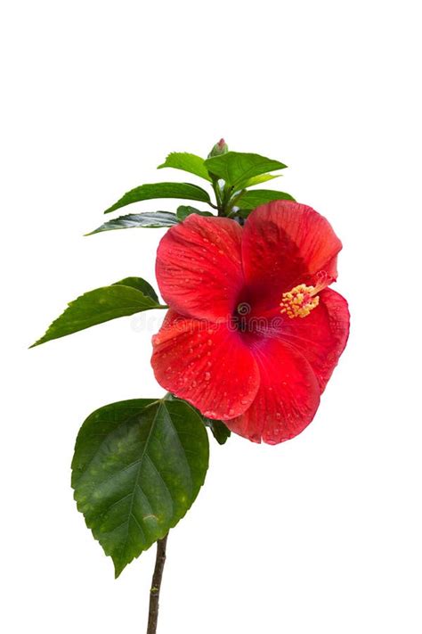 Red Hibiscus Flower On White Background Stock Photo Image Of Hibiscus