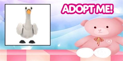 beli pet swan normal adopt  pet adopt  trading hub terlengkap