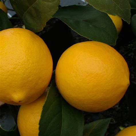 Citrus Lemon ‘Meyer’ Dwarf 4.7L – Lushingtons