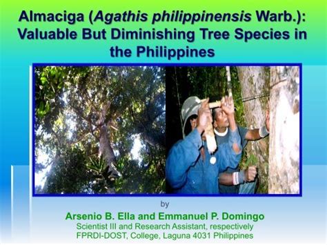 almaciga agathis philippinensis warb valuable  diminishing