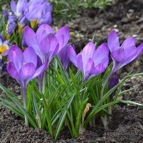 Crocus Botanische Vernus Ssp Vernus Saatfix Blumenzwiebel Shop