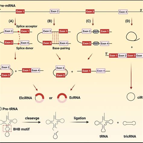 Function Of Circrnas A Eicirna And Ecrna Can Interact With U Snrnp To