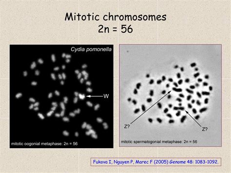 Ppt Molecular Cytogenetic Analysis Of Sex Chromosomes In The Lepidopteran Pests Powerpoint