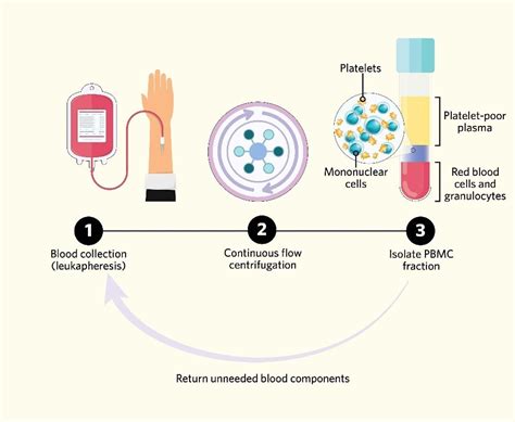 Pbmcs Mononucleated And Multipurposed The Scientist Magazine®