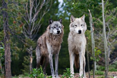 Wolf Killing Group Makes A Play For Wyoming Wyofile