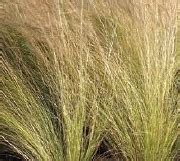 Ковыль тончайший 'Pony Tails' (Stipa tenuissima 'Pony Tails') » Журнал ...