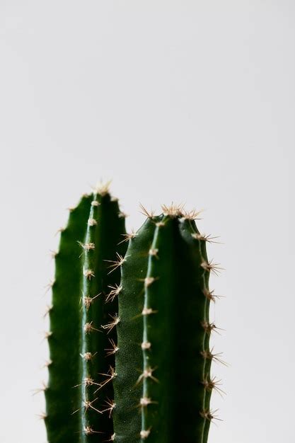 Premium Photo Minimal Green Cactus In Pot Isolated On White Background