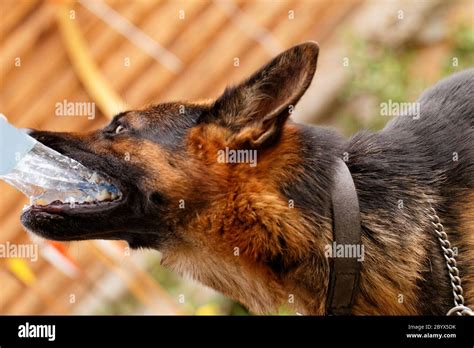 Photo Of A Friendly German Shepherd Dog Stock Photo Alamy
