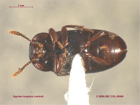 Agyrtidae