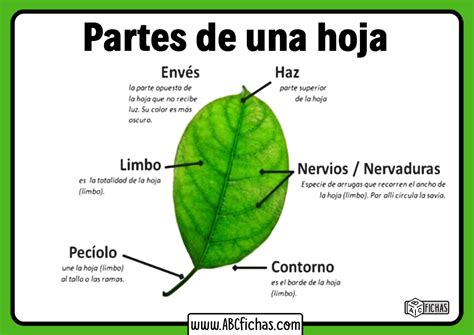 Cuales Son Las Partes De Una Hoja Abc Fichas Porn Sex Picture