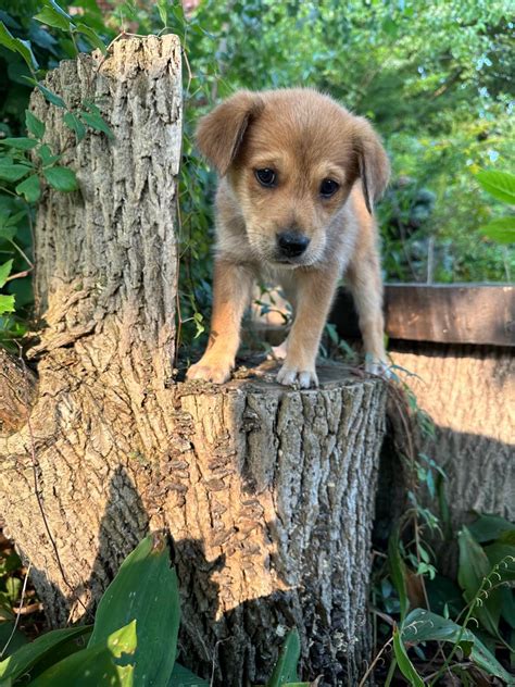 River - Hopeful Tails Dog Rescue